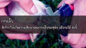 กรงเล็บ